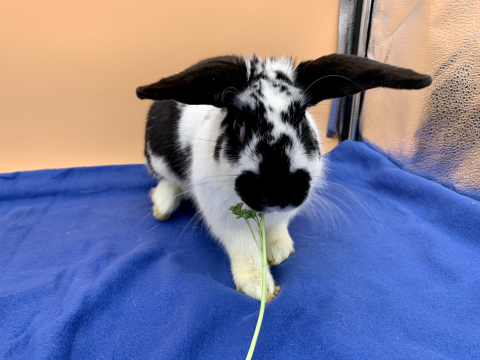 Rabbit Photo