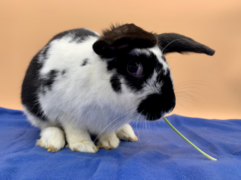 Rabbit Photo