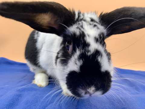 Rabbit Photo