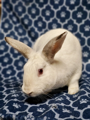 Rabbit Photo