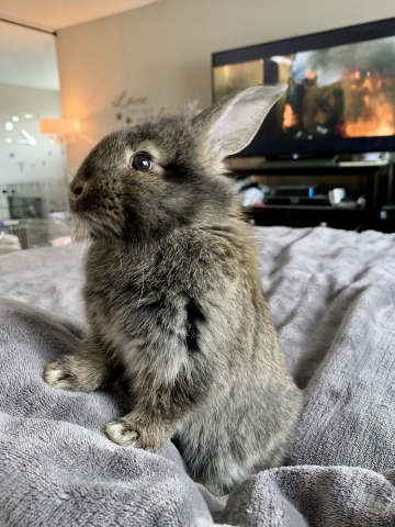 Rabbit Photo