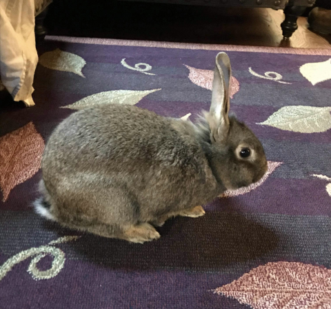 Rabbit Photo