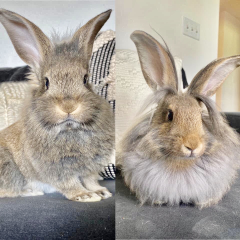 Rabbit Photo