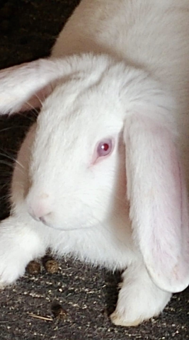 Rabbit Photo