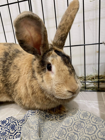 Bunny supplies near me online