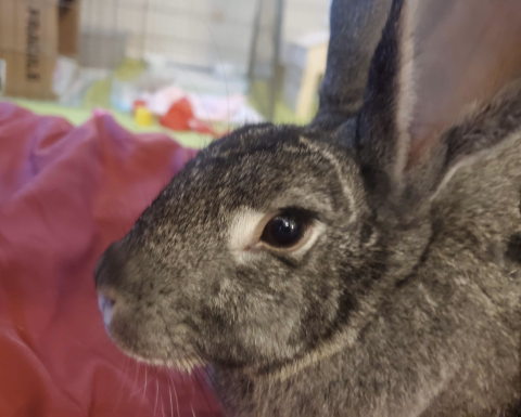 Stargazer Lily is available for adoption!