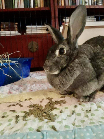 Stargazer Lily is available for adoption!