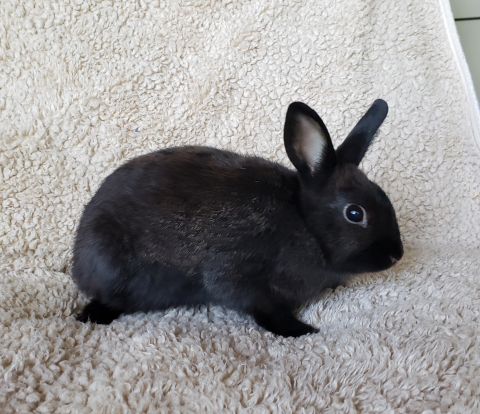 Rabbit Photo