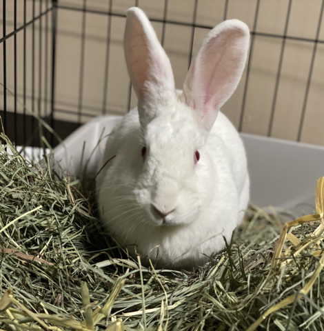 house rabbit price