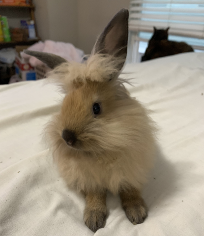 Rabbit Photo