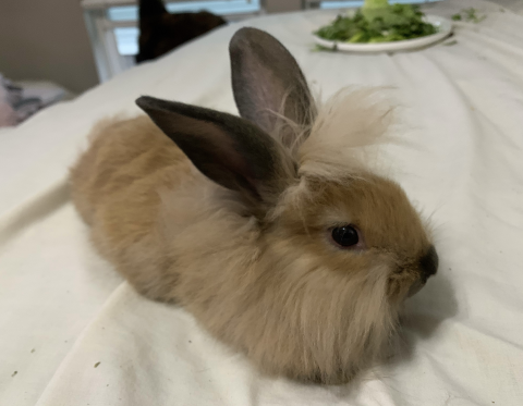 Rabbit Photo