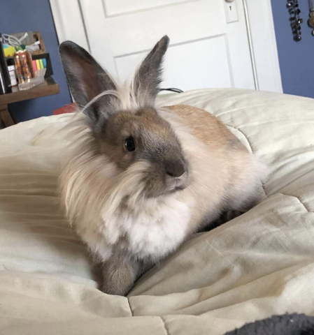 Vanna - Lionhead mix
