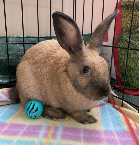 Gizmo - Lionhead mix