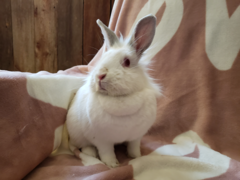 Calamity Jane - lionhead mix