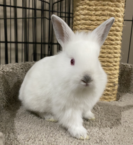Poppi is available for adoption!