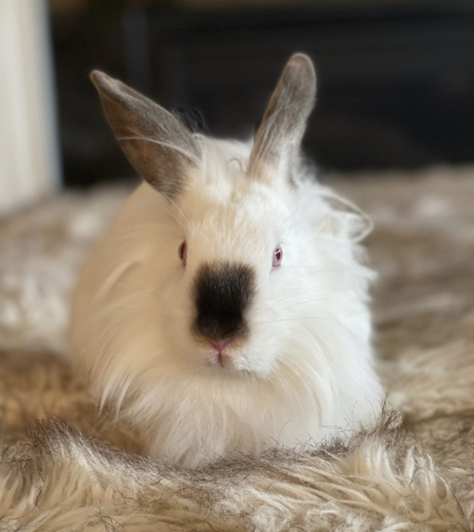 Poppi is available for adoption!