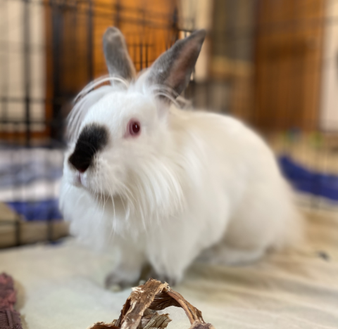 Poppi is available for adoption!