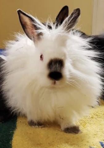 Poppi is available for adoption!