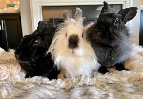 Miss Pibb is available for adoption!
