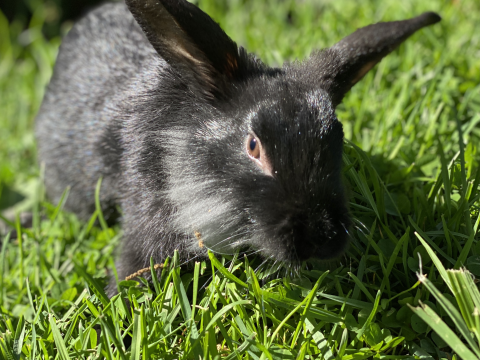 Rabbit Photo