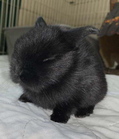 Rabbit Photo