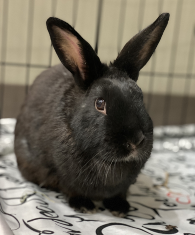 Rabbits available for adoption