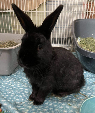 Darcy is available for adoption!