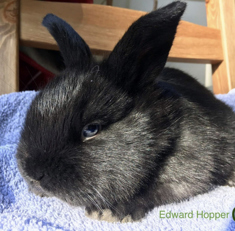 Eddie Hopper is available for adoption!