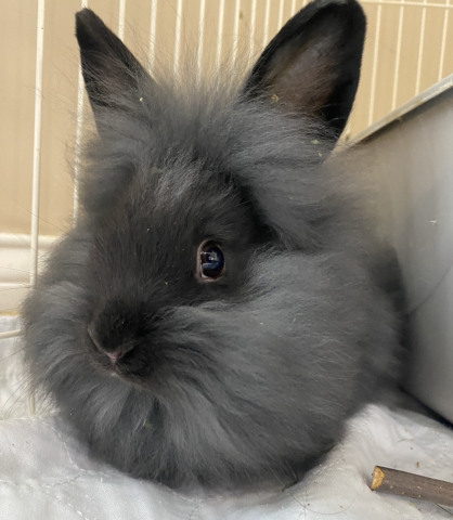 Rabbit Photo