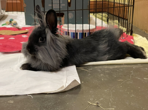 Rabbit Photo