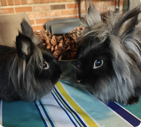 Rabbit Photo