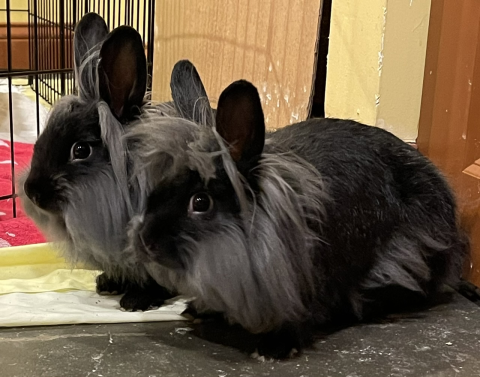 Rabbit Photo