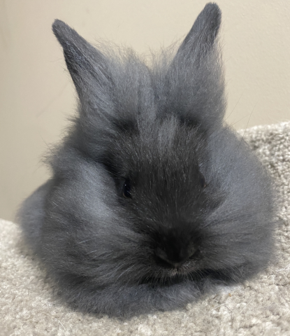 Rabbit Photo
