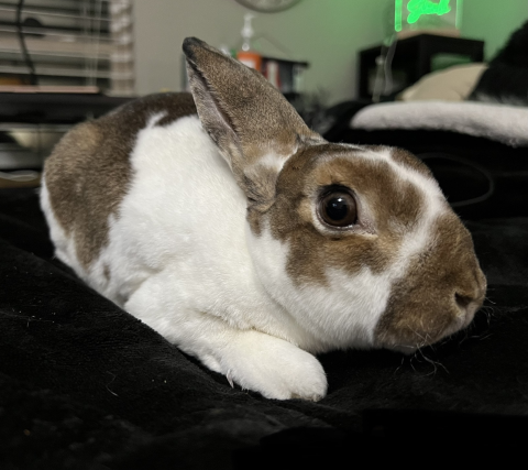 Davy is available for adoption!