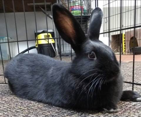 Olive is available for adoption!