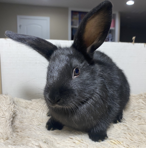 Olive is available for adoption!