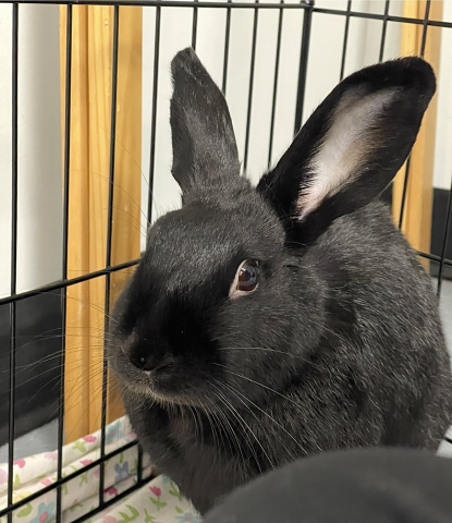 Spice - Lop Mix