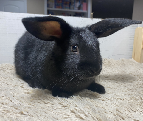 Rabbit Photo