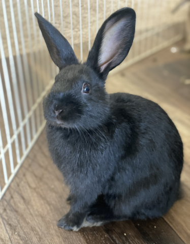 Rabbit Photo