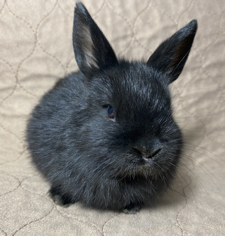 Rabbit Photo