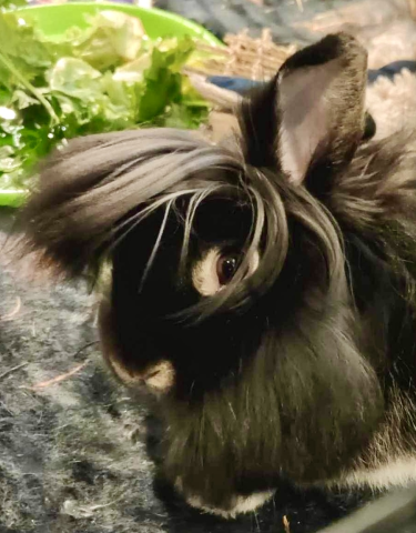 Rabbit Photo