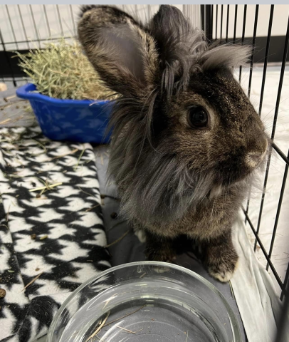 Rabbit Photo