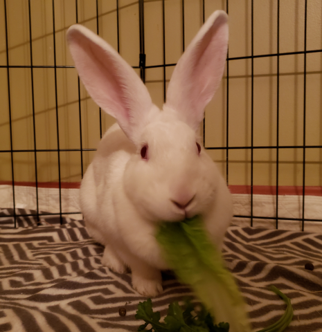 Rabbits Available For Adoption Rabbits Available For Adoption