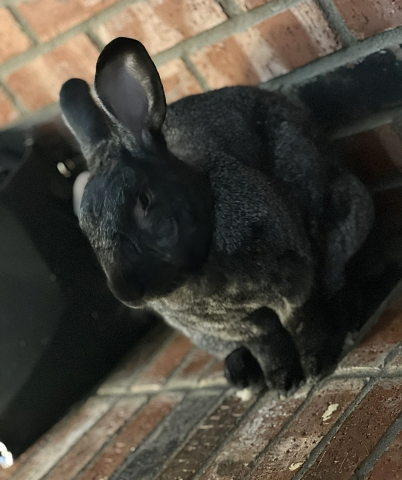 Rabbit Photo