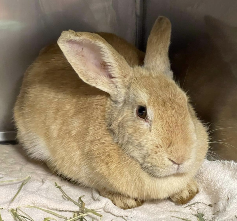 Harriet is available for adoption!