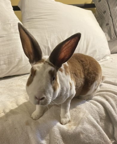 Rabbit Photo