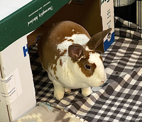Rabbit Photo