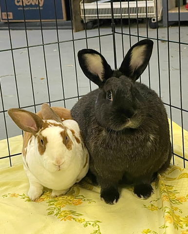 Rabbit Photo