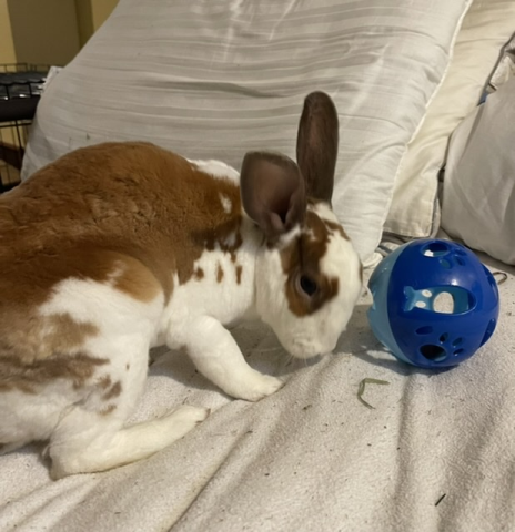 Rabbit Photo