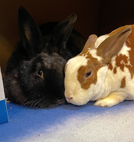 Rabbit Photo